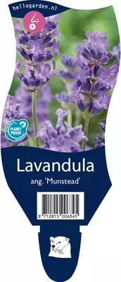 Lavandula angustifolia 'Munstead' (Lavendel) - afbeelding 1