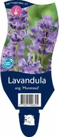 Lavandula angustifolia 'Munstead' (Lavendel) - afbeelding 1