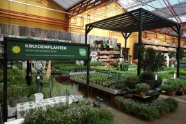 Levisticum officinale (lavas of maggiplant) 15cm kopen?