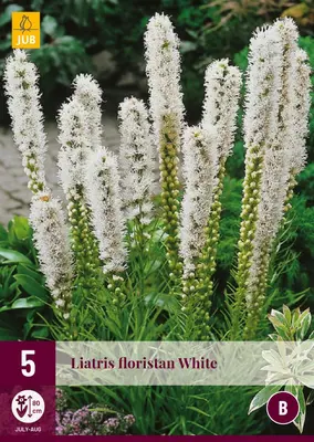 Liatris floristan white 5 stuks - afbeelding 1