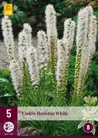 Liatris floristan white 5 stuks - afbeelding 1