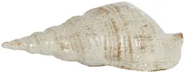 Light & Living ornament keramiek schelp 27.5x12.5x9cm beige kopen?