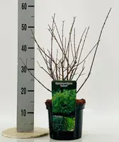 Ligustrum vulgare 'Lodense' (Liguster) 40cm - afbeelding 3
