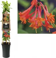 Lonicera 'Dropmore Scarlet' (Kamperfoelie) klimplant kopen?