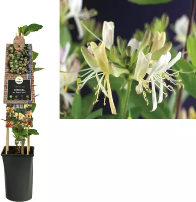 Lonicera periclymenum 'Belgica Select' (Wilde kamperfoelie) klimplant 75cm - afbeelding 1