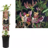 Lonicera periclymenum 'Serotina' (Wilde kamperfoelie) klimplant 75cm - afbeelding 1