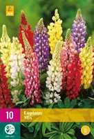 Lupinus mix 10 stuks - afbeelding 1