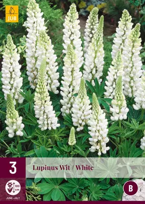 Lupinus wit 3 stuks - afbeelding 1