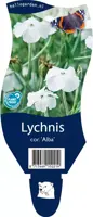 Lychnis coronaria 'Alba' (Prikneus) kopen?