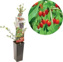 Lycium barbarum (Gojibes) fruitplant 60cm kopen?