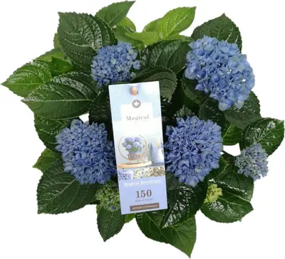 Magical Hydrangea blue (Hortensia) kamerplant 30 cm - afbeelding 2