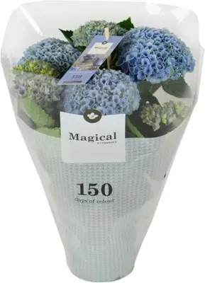 Magical Hydrangea blue (Hortensia) kamerplant 30 cm - afbeelding 4