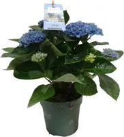 Magical Hydrangea blue (Hortensia) kamerplant 30 cm - afbeelding 1