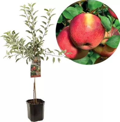 Malus domestica 'Braeburn' (Appel) fruitplant 160cm - afbeelding 1