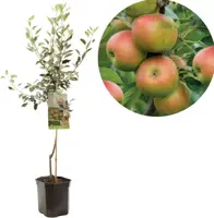 Malus domestica 'Cox’s Orange' (Appel) fruitplant 160cm kopen?