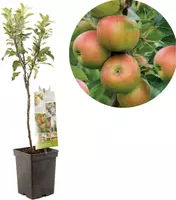 Malus domestica 'Cox’s Orange' (Appel) fruitplant 90cm - afbeelding 1