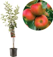 Malus domestica 'Elstar' (Appel) fruitplant 160cm kopen?
