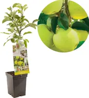 Malus domestica 'Golden Delicious' (Appel) fruitplant 90cm kopen?