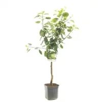 Malus domestica 'Granny Smith' (Appel) fruitplant 160cm kopen?