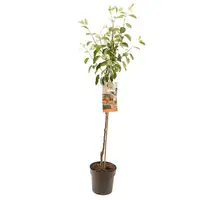 Malus domestica 'James Grieve' (Appel) fruitplant 230cm kopen?
