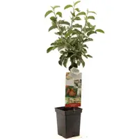 Malus domestica 'Jonagold' (Appel) fruitplant 90cm kopen?