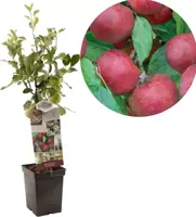 Malus domestica 'Rode Boskoop' (Appel) fruitplant 90cm kopen?