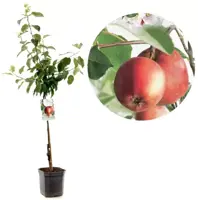 Malus domestica 'Summerred' (Appel) fruitplant 160cm kopen?