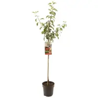 Malus domestica 'Summerred' (Appel) fruitplant 230cm kopen?
