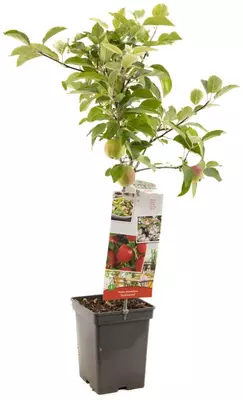 Malus domestica 'Summerred' (Appel) fruitplant 90cm - afbeelding 2