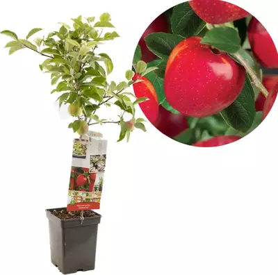 Malus domestica 'Summerred' (Appel) fruitplant 90cm - afbeelding 1