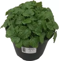 Melissa officinalis (Citroenmelisse) ø14 cm kopen?