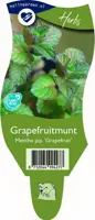 Mentha piperita (Grapefruitmunt) kopen?
