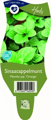 Mentha piperita 'Orange Mint' (Sinaasappelmunt) - afbeelding 1