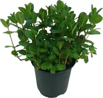 Mentha spicata (Kruizemunt) ø14 cm kopen?