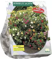 Mirabilis jalapa 7 stuks - afbeelding 1