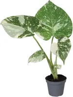 Monstera deliciosa 'Thai Constellation' (Gatenplant) 14cm