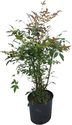 Nandina domestica - afbeelding 1