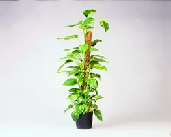 Nature Kokosplantstok 120 cm d60mm - afbeelding 3