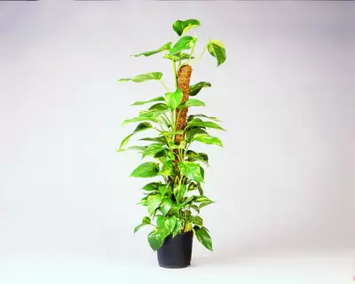 Nature Kokosplantstok 60 cm d60mm - afbeelding 3