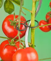 Nature Tomatenplantring d65mm - afbeelding 3