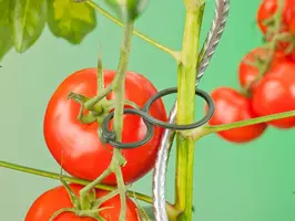 Nature Tomatenplantring d65mm - afbeelding 4