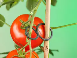 Nature Tomatenplantring d65mm - afbeelding 5