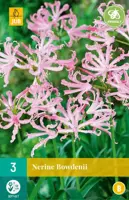 Nerine bowdenii 3 stuks kopen?