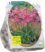 Nerine bowdenii roze 5 stuks - afbeelding 1