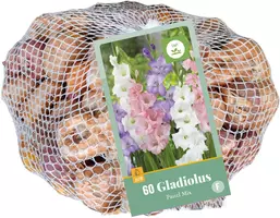 Netlon gladiolus pastel mix 60st - afbeelding 1