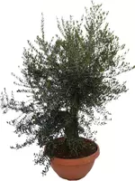 Olea europaea bonsai (olijf) 150 cm kopen?