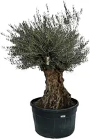 Olea europaea (Olijf)