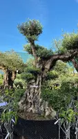 Olea europaea (Olijf)