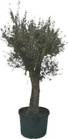 Olea europaea (Olijfboom) 180cm