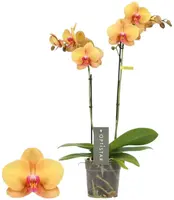 Optistar 'Deshi' (Orchidee) 50cm kopen?